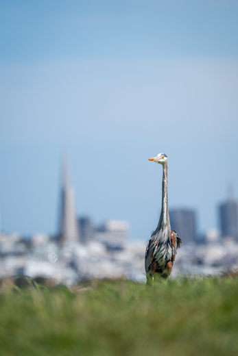 Golden Gate National Recreation Area