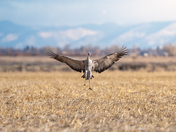 Monte Vista National Wildlife Refuge
