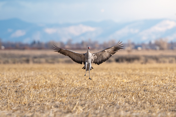 Monte Vista National Wildlife Refuge