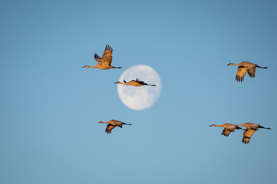Monte Vista National Wildlife Refuge