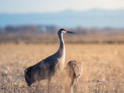 Monte Vista National Wildlife Refuge