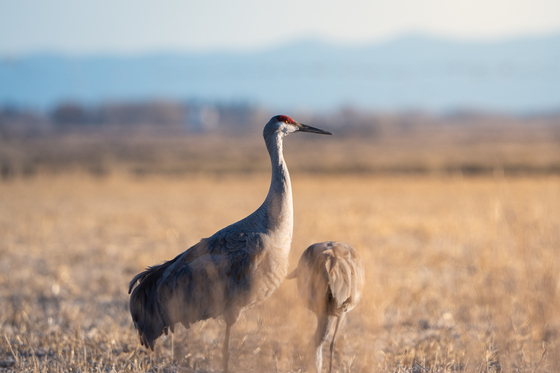 Monte Vista National Wildlife Refuge