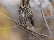Long eared owl 2025