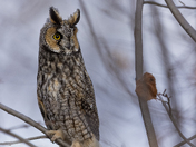 Long eared owl 2025