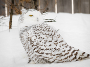 Snowy Owl