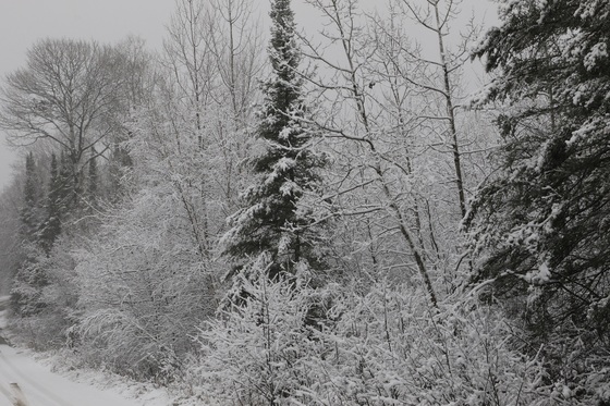 Superior National Forest