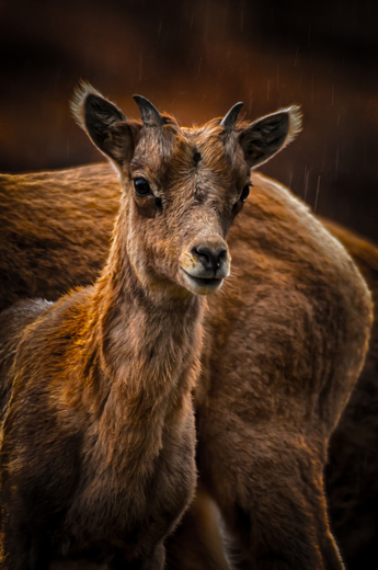 Zion National Park