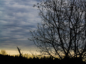 Tree and November Sky