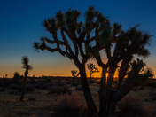 Joshua Tree National Park