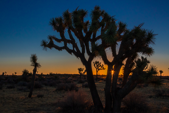 Joshua Tree National Park