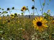 Golden Spike National Historic Park