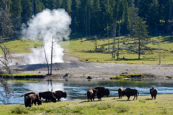 Yellowstone National Park