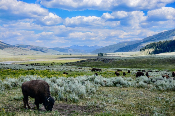Yellowstone National Park