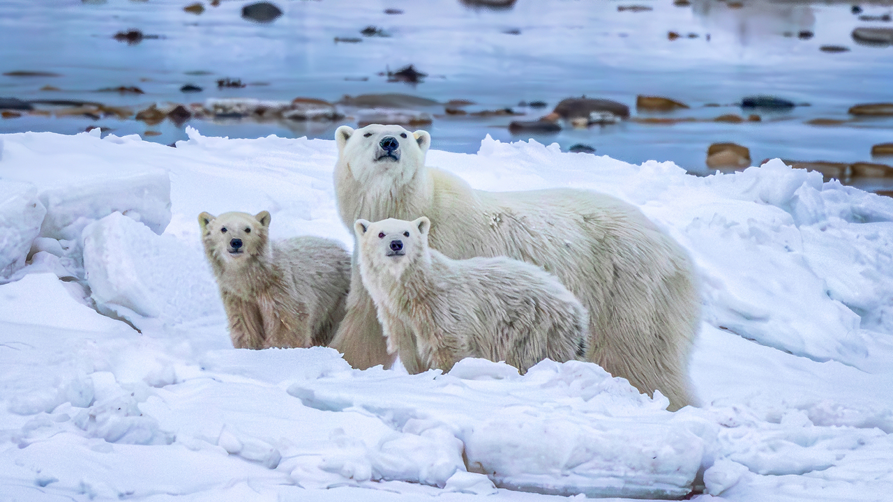 Motherhood in the Arctic!