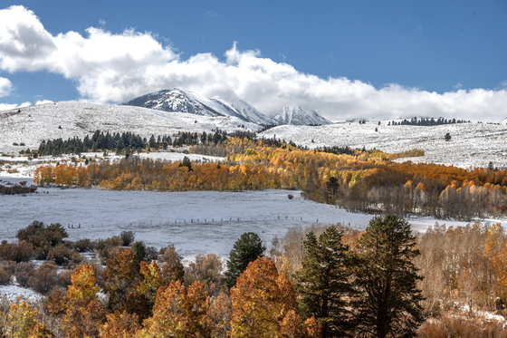 Inyo National Forest