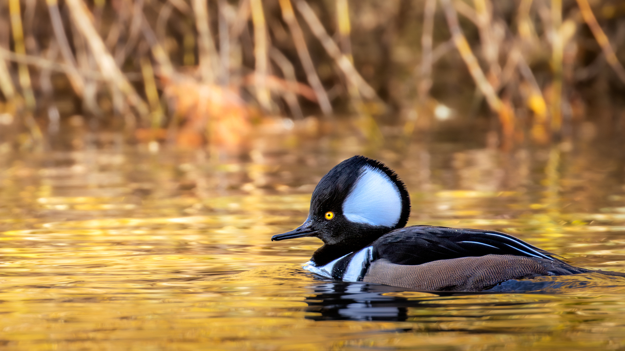 hooded merganser