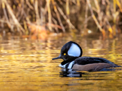 hooded merganser