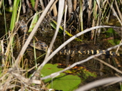 Everglades National Park