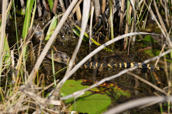 Everglades National Park