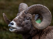 Big Smile For the Camera