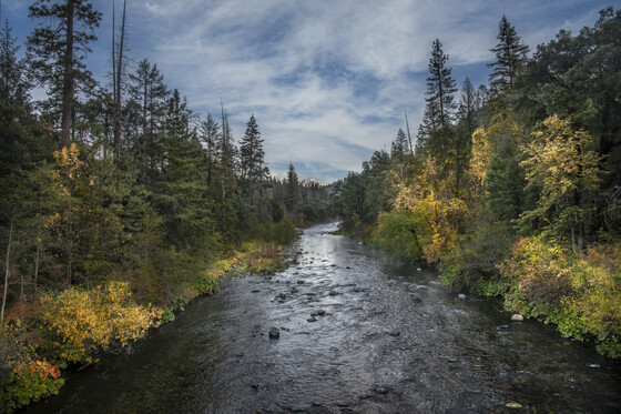 Shasta-Trinity National Forest