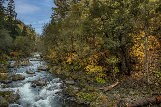 Shasta-Trinity National Forest
