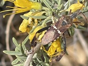 Joshua Tree National Park