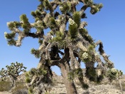 Joshua Tree National Park