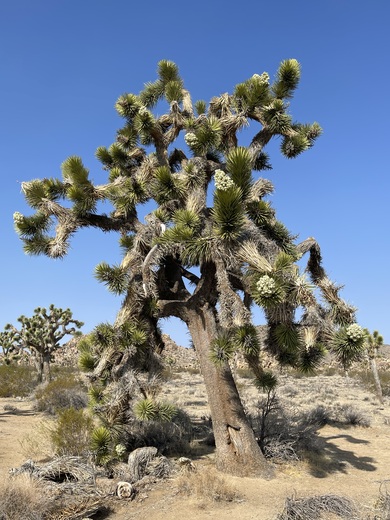 Joshua Tree National Park