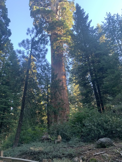 Kings Canyon National Park 