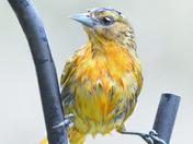 Oriole On Rainy Day