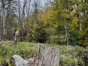 Monongahela National Forest