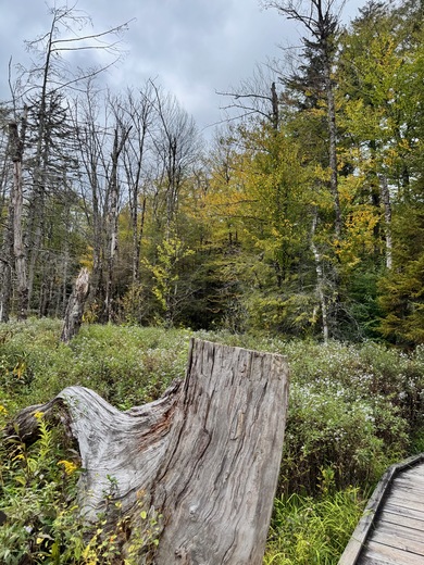 Monongahela National Forest