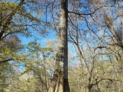 Congaree National Park