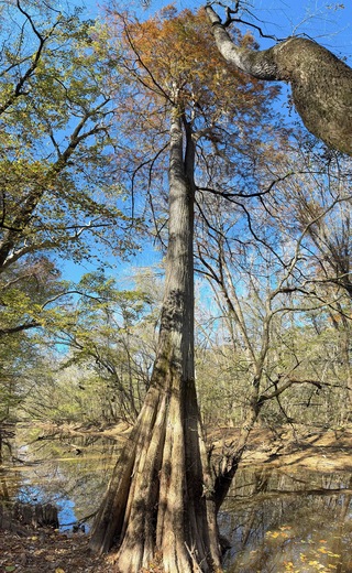 Congaree National Park