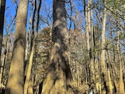 Congaree National Park