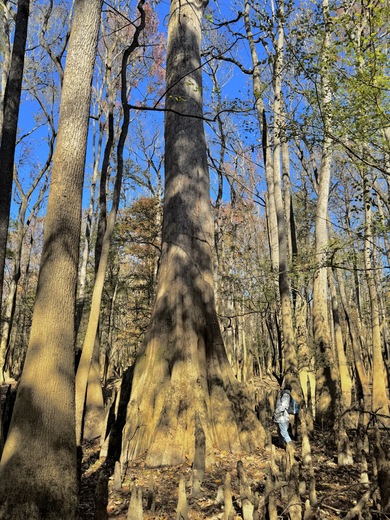 Congaree National Park