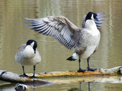 Goose Salute