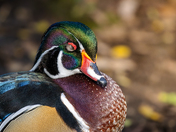 sleeping wood duck