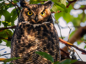 great horned owl