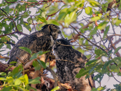 great horned owls preening