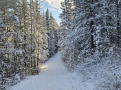 Snowy Forest