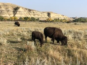 Theodore Roosevelt National Park