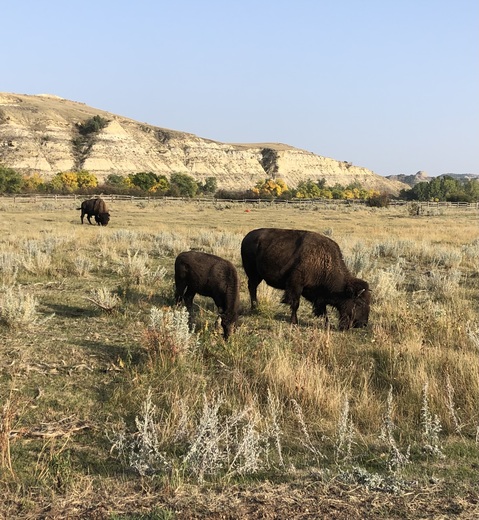 Theodore Roosevelt National Park