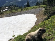 Mount Rainier National Park