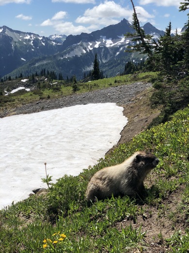 Mount Rainier National Park