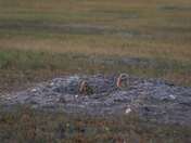 Badlands National Park