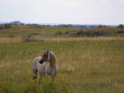 Theodore Roosevelt National Park