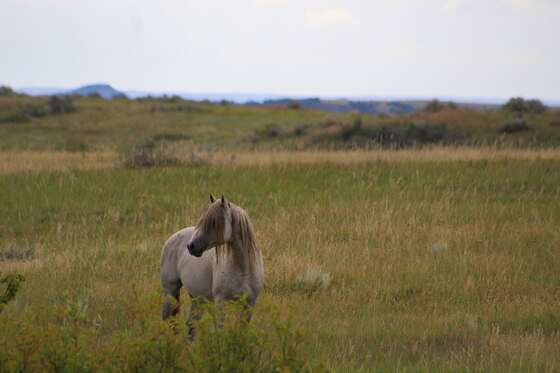 Theodore Roosevelt National Park