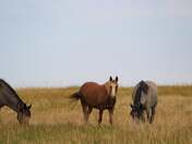 Theodore Roosevelt National Park